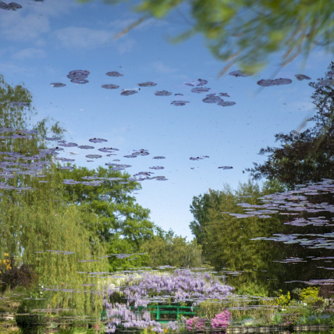Reflet de l'étang du jardin de Claude Monet