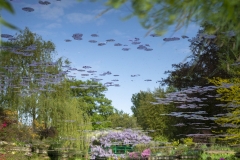 Reflet de l'étang du jardin de Claude Monet